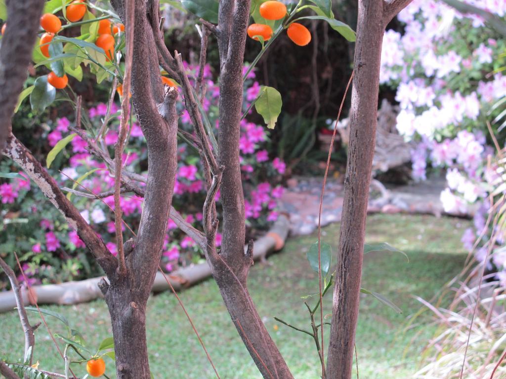 La Casona De Grace Bed and Breakfast Olivos Exterior foto